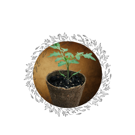 Organic Vegetable  &amp; Herb Seedlings | On Hold