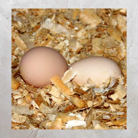 Eggs Organic | Dozen | Wisewater