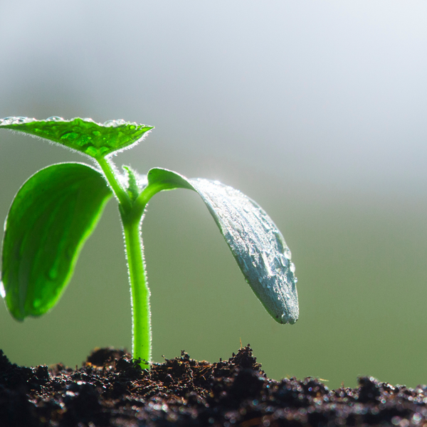 Organic Gardening  | Gift Voucher | Beginners | Module 1  & Module 2