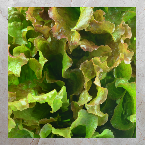 Salad Mix (300g)