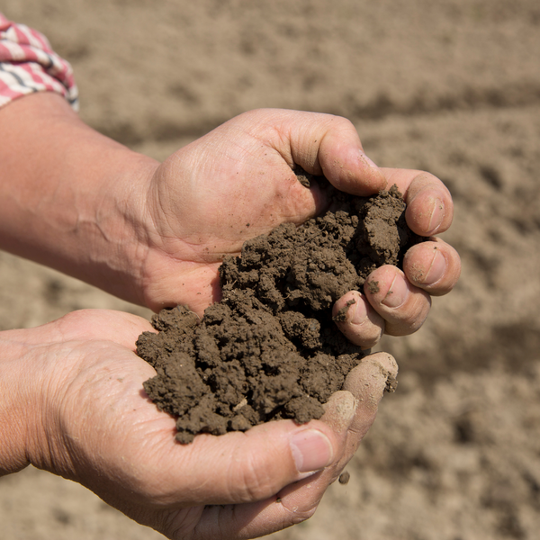 Organic Gardening  | Gift Voucher | Beginners | Module 1  & Module 2