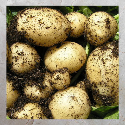 Potatoes  (500g)