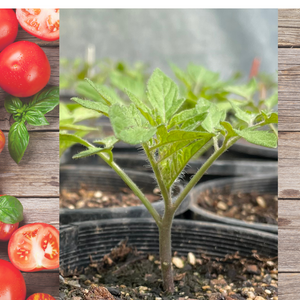 This Is Super Exciting - New Seasons Tomatoes!