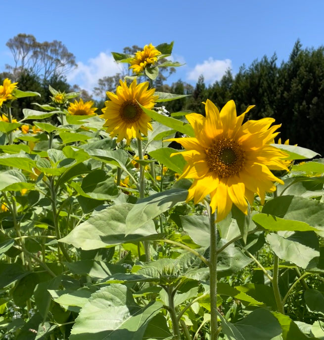Majestic Sunflowers